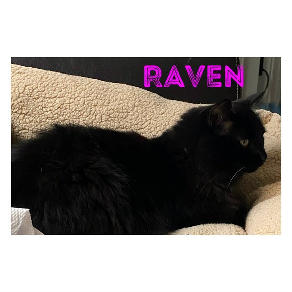 MEET MY POSH BUDDY BABY GIRL & RAVEN& COOKIE TIGGER MIDNIGHT - Picture 4 of 13